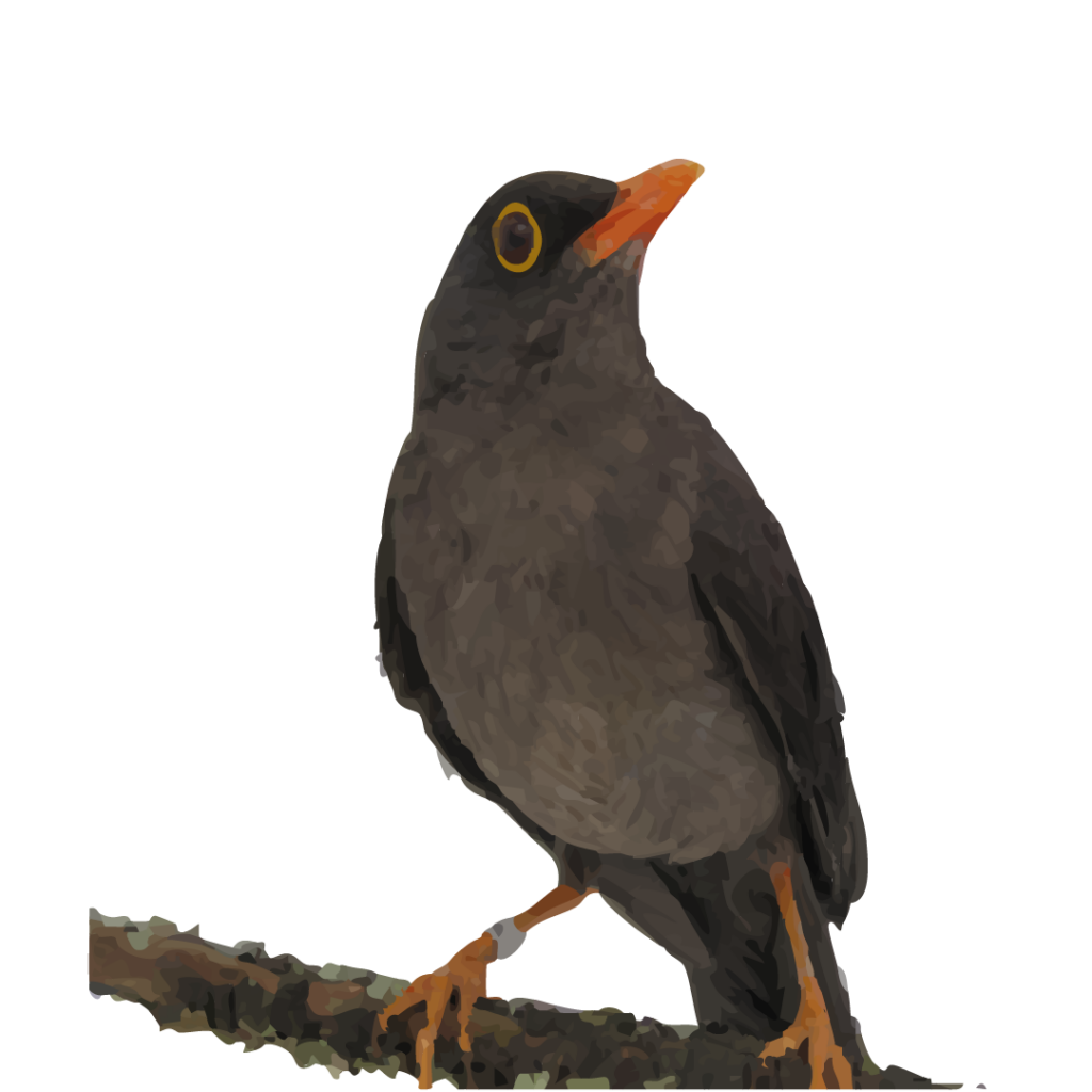 pajaros vector_Mesa de trabajo 1 copia