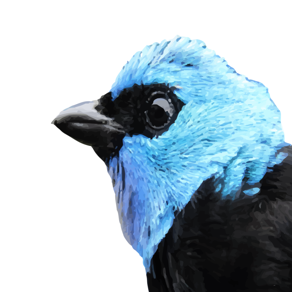 pajaros vector_Mesa de trabajo 1 copia 3