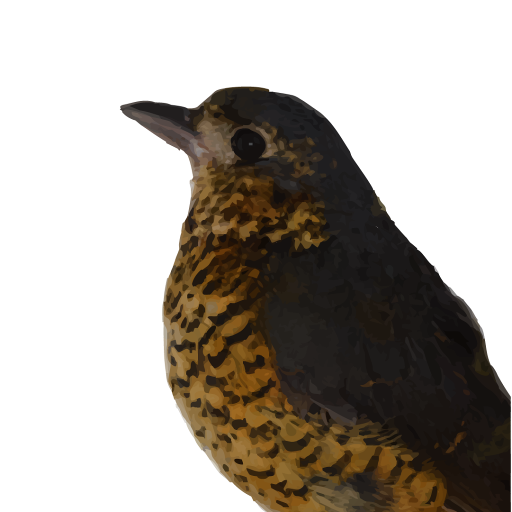 pajaros vector_Mesa de trabajo 1 copia 5
